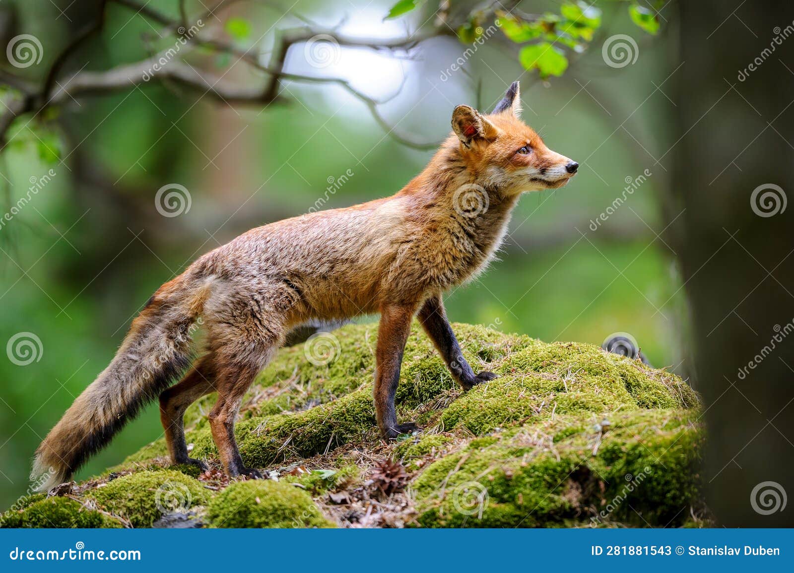 Close Up Wild Fox on Mossy Rock. Natural Forest Habitat with Beast of ...
