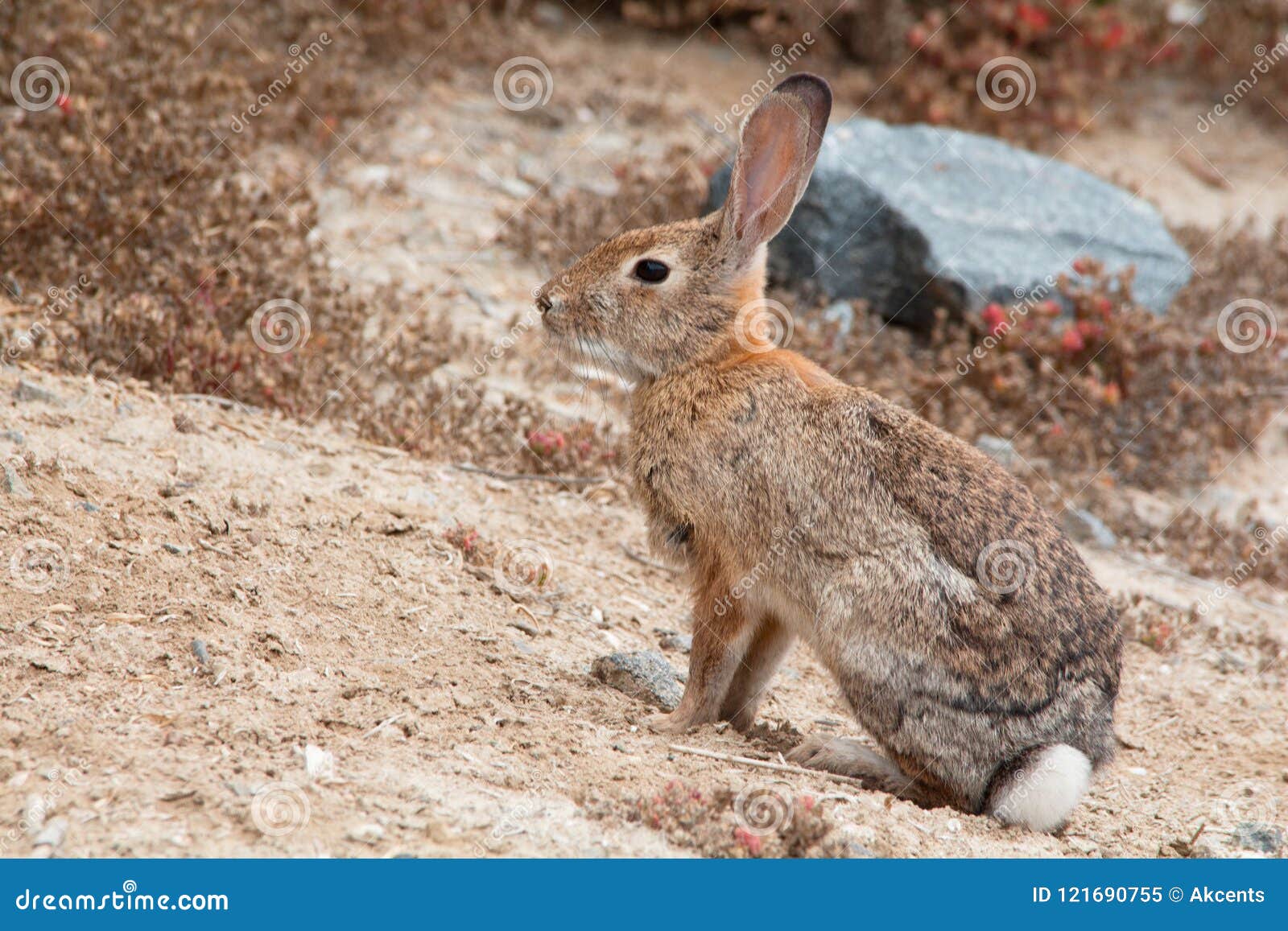 Closeup of a Wild Rabbit in the Desert Stock Image Image of
