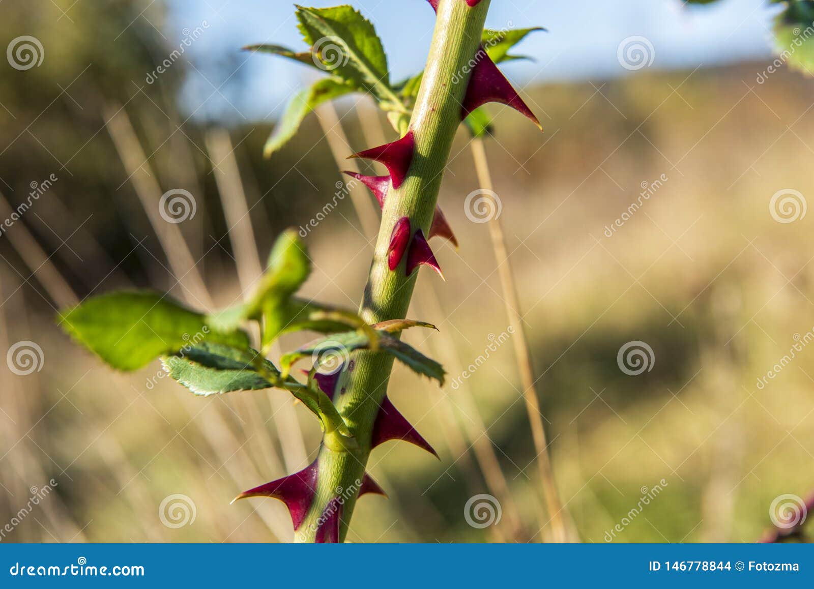 Wild rose stem stock photo. Image of prickle, nature 146778844