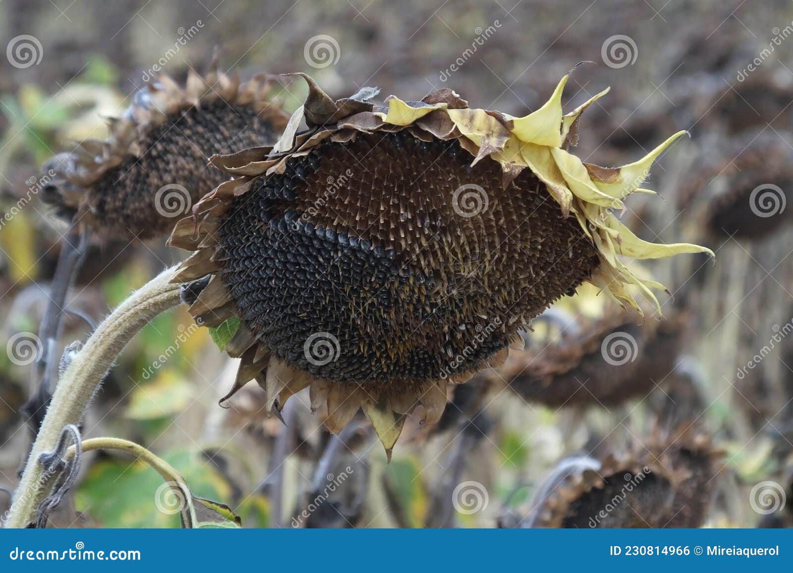 Close-up of Wilted Sunflower Looking Towards the Ground, with Dried ...