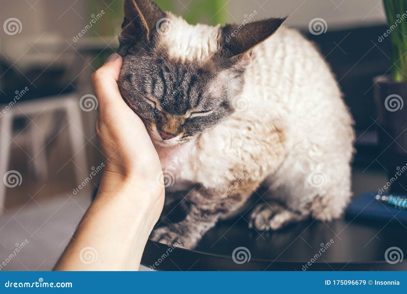 close up of a woman hand cuddling cute devon rex cat. cat is feeling relaxed, happy and is purring. love and tenderness mood.
