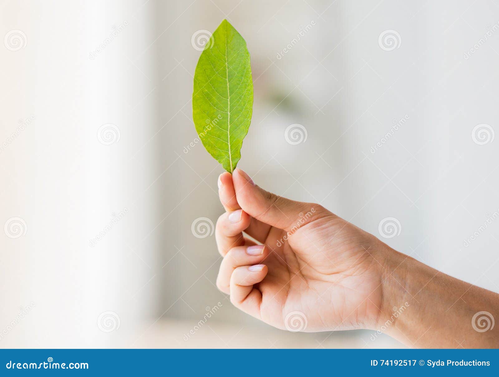 Close Up of Woman Hand Holding Green Leaf Stock Image - Image of vital