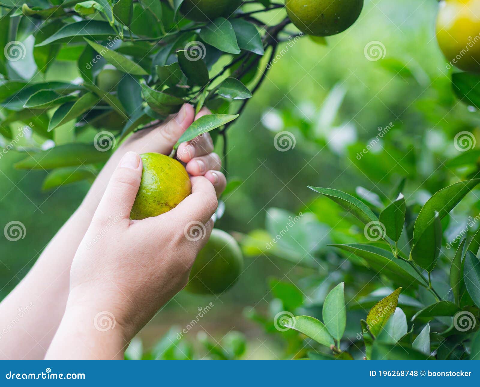 Ovocie by sa malo zbierať pre zdravie stromu