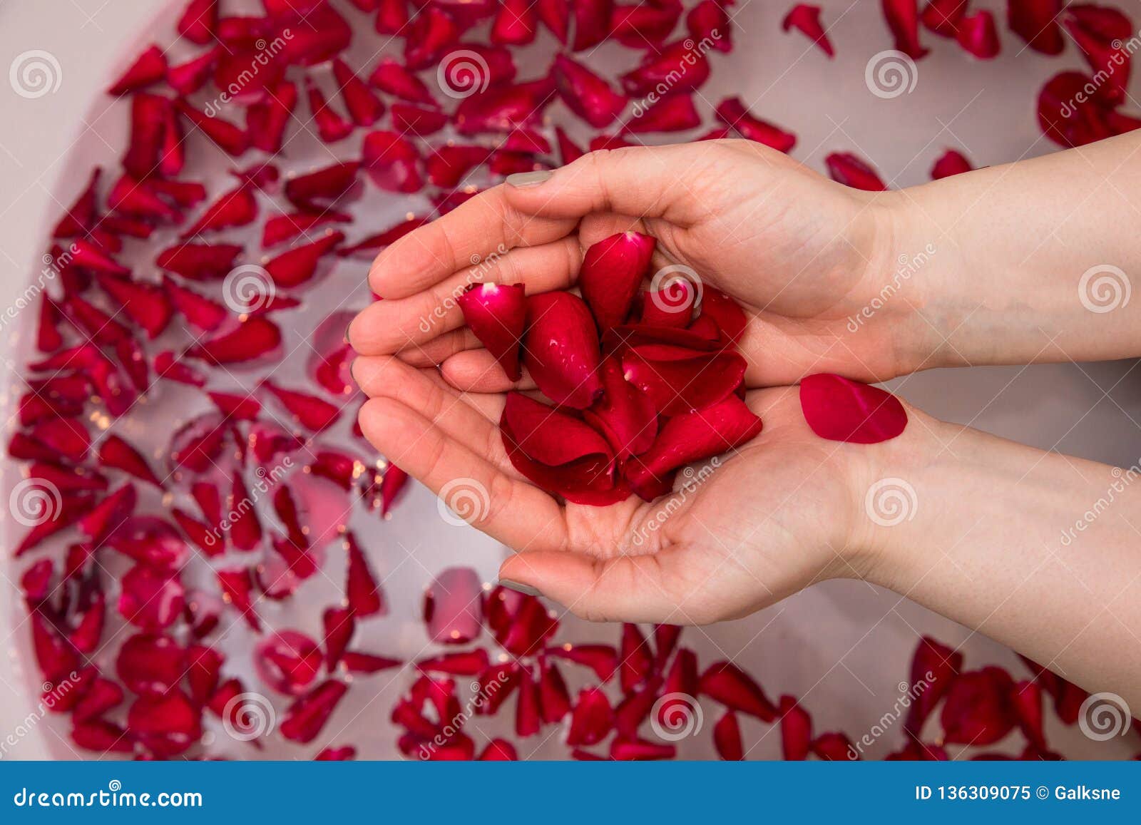 valentines day surprise, close up woman holding red rose petals in hands,selfcare homespa