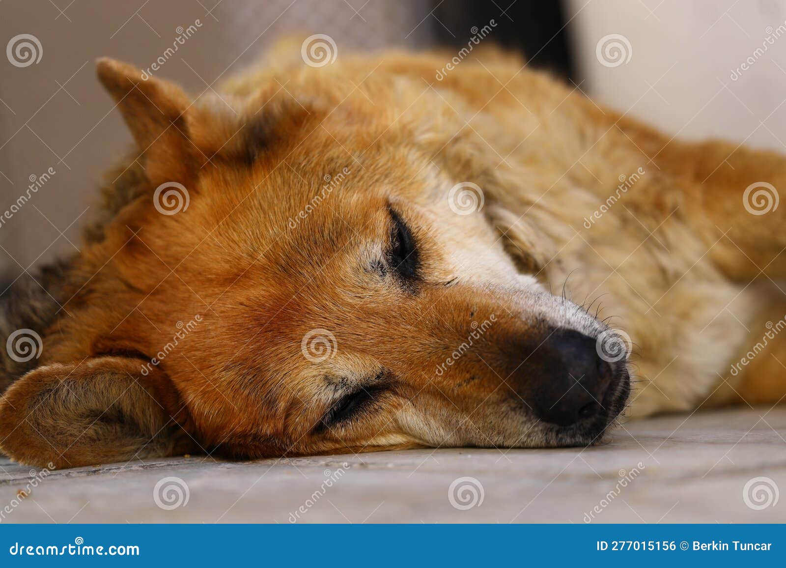 Dog Nail Dremel Stock Photos - Free & Royalty-Free Stock Photos from  Dreamstime