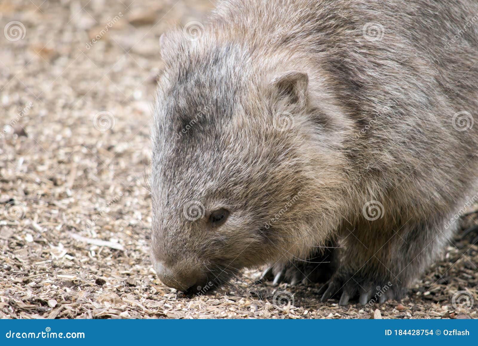 This is a Close Up of a Wombat Stock Photo Image of mammal, pouch 184428754