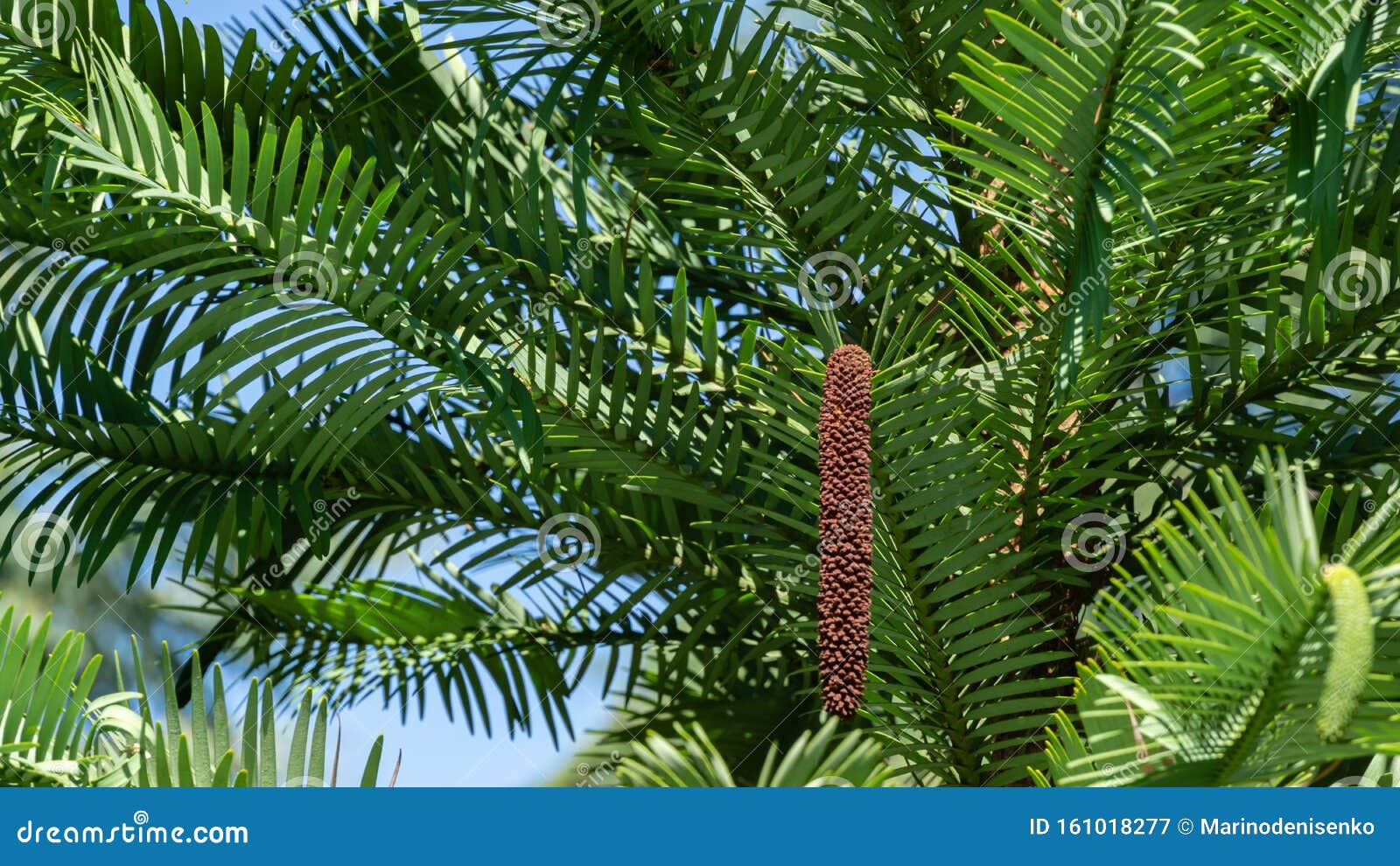close-up of wonderful leaves of wollemi pine - ancient wollemia nobilis tree in aivazovsky park or paradise park in pertenit, crim