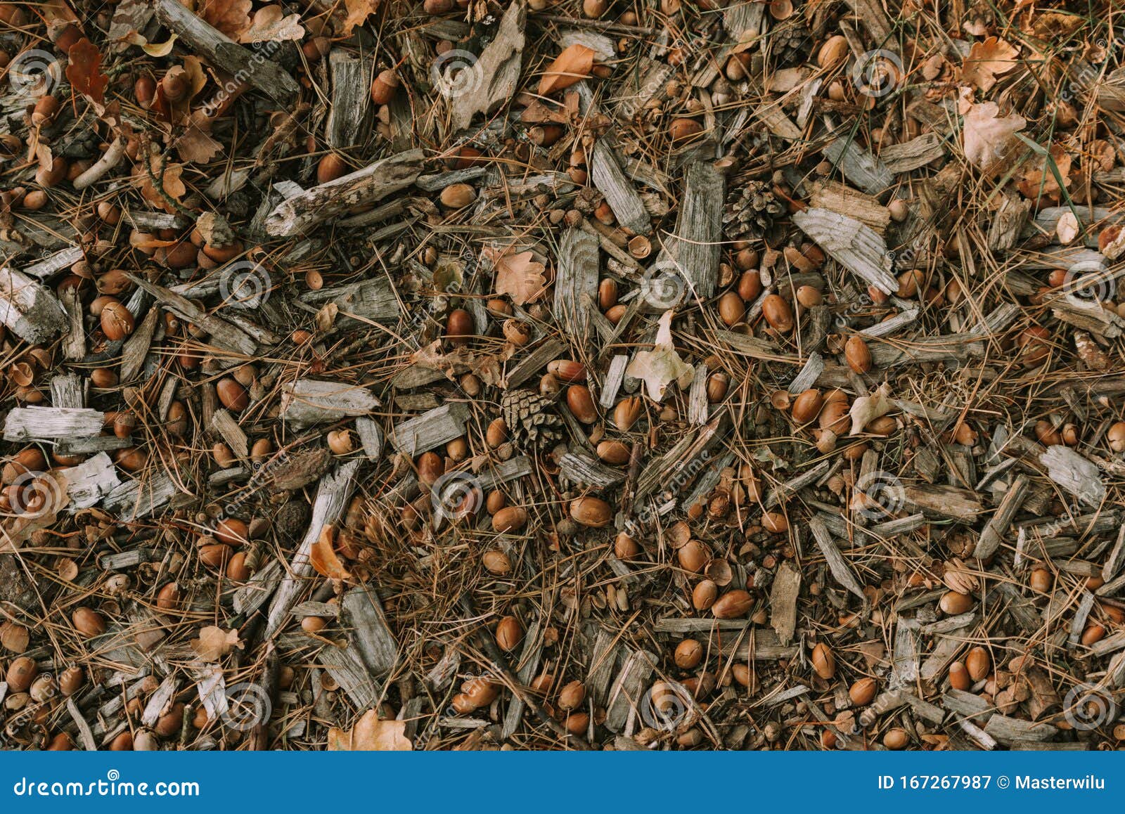 Closeup of Wood Ants. Multitude of Red and Black Wood Ants on Forest
