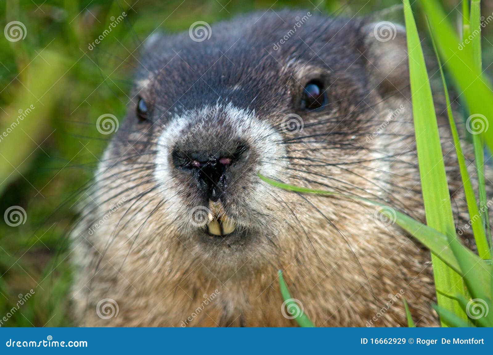 Close Up of a Woodchuck Peering Out Stock Image Image of grass