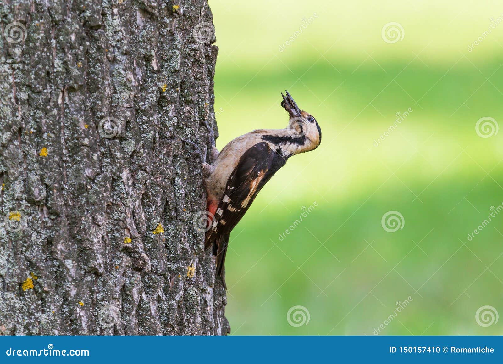 Close Up of Woodpecker Eating Some Bug Stock Photo Image of
