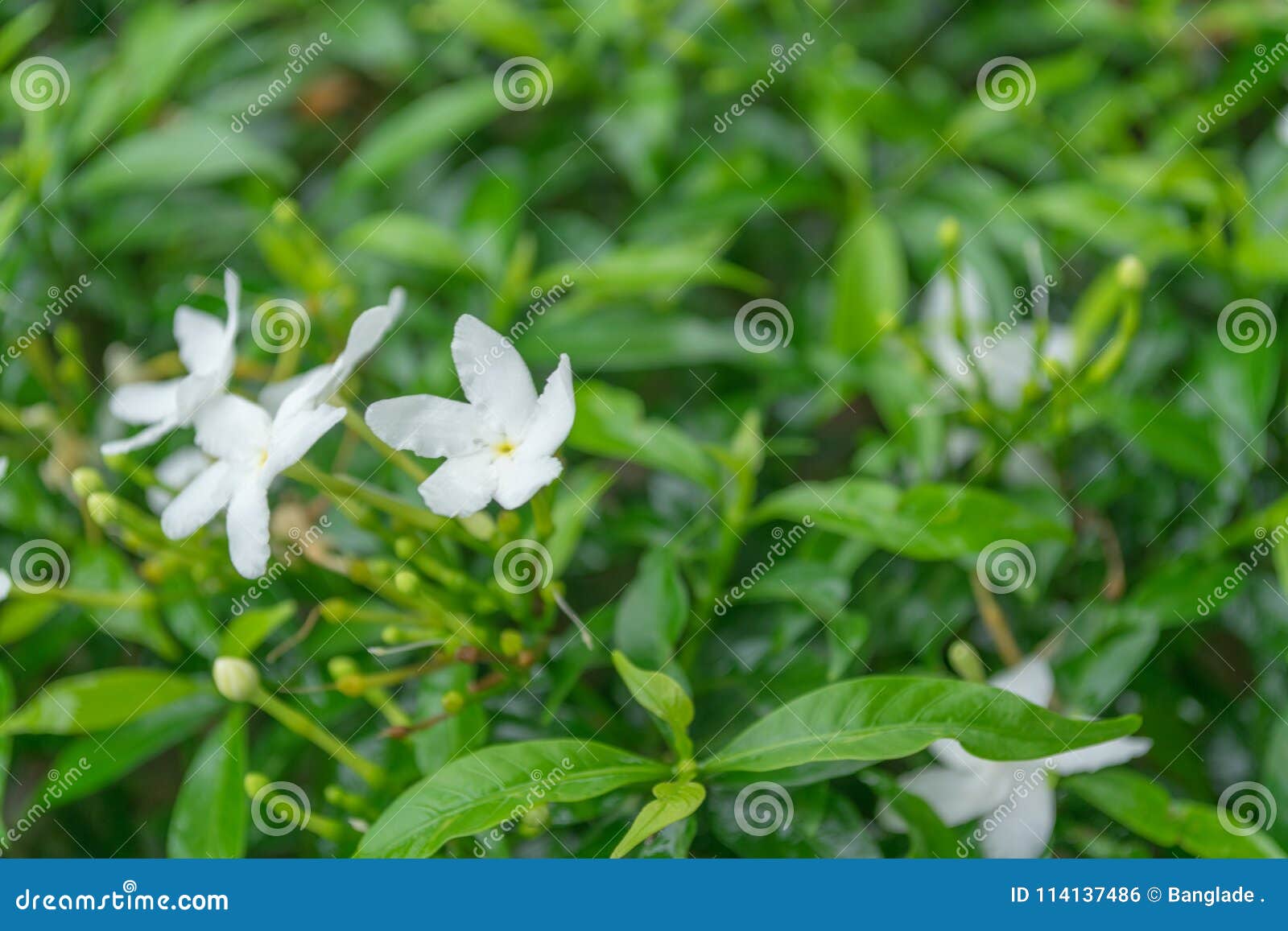 close up of wrightia antidysenterica white flowers.