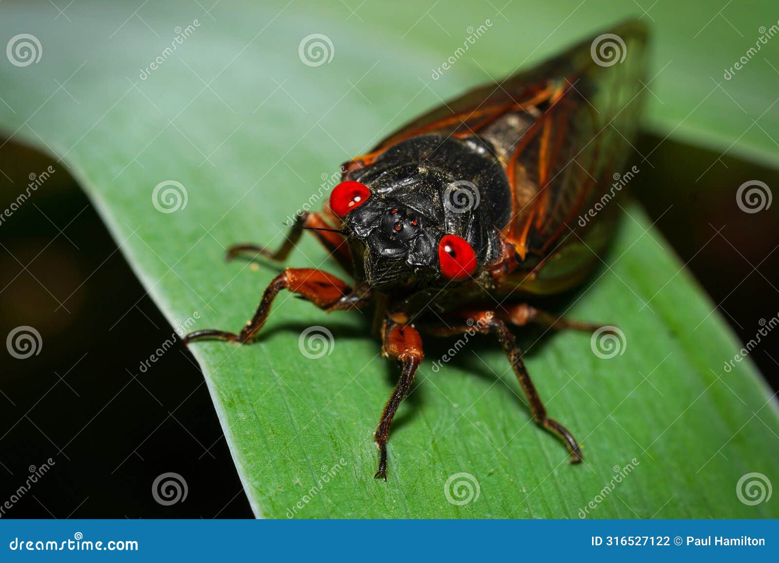 close-up of a 13-year periodical cicada