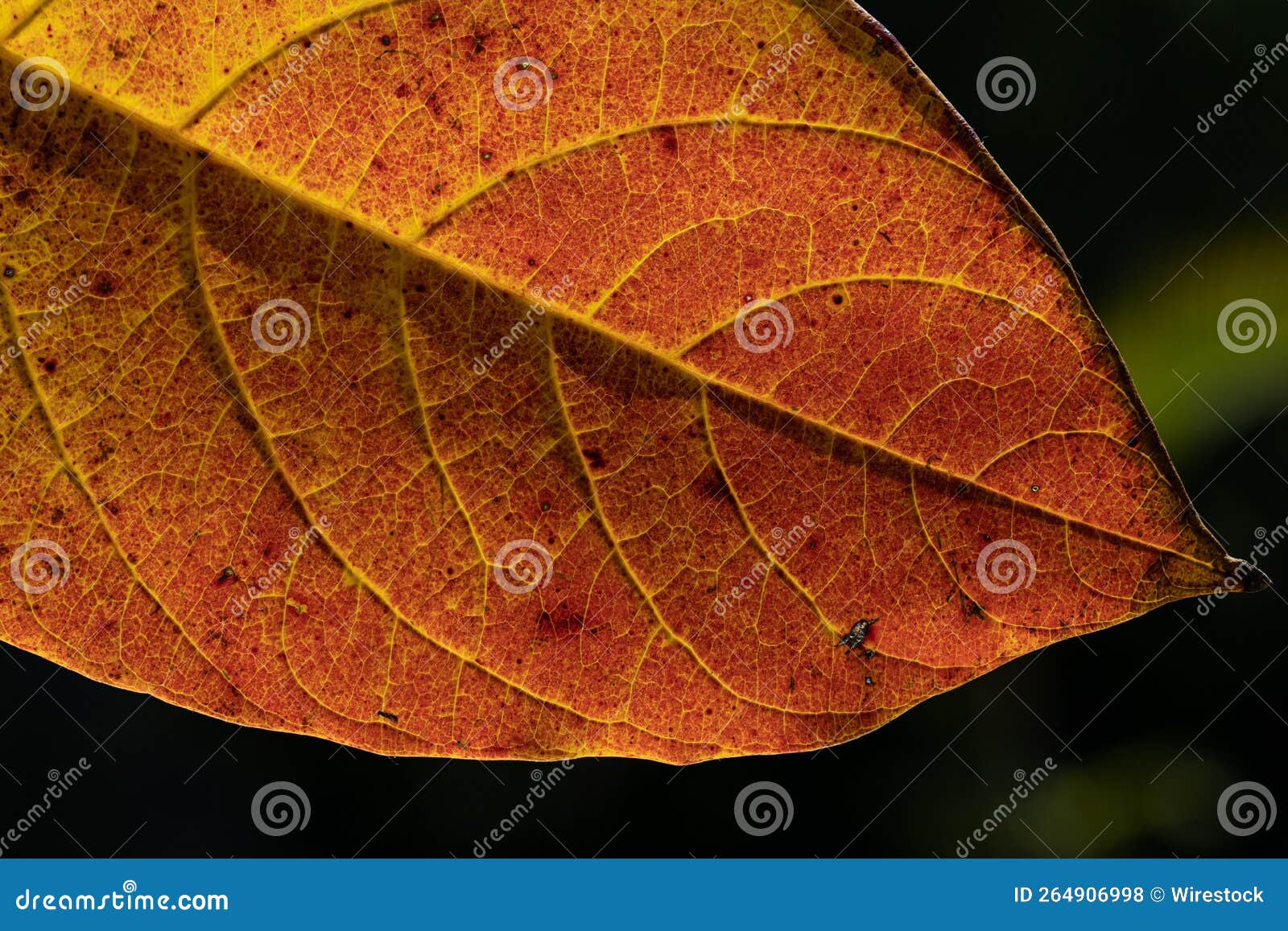 close-up of an yellow autumn leaf with chlorophyll, carotenoids and anthocyanins visible