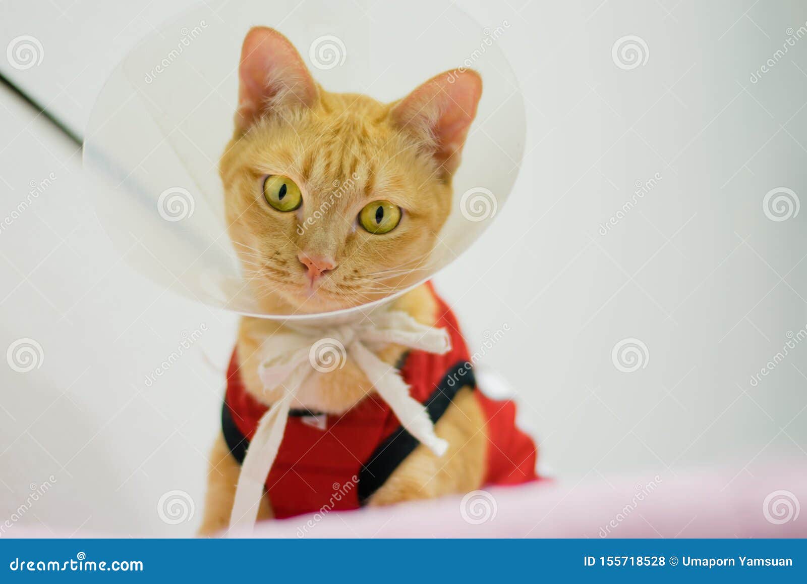 Close Up Yellow Cat Sitting on the Soft Cushion Stock Photo Image of