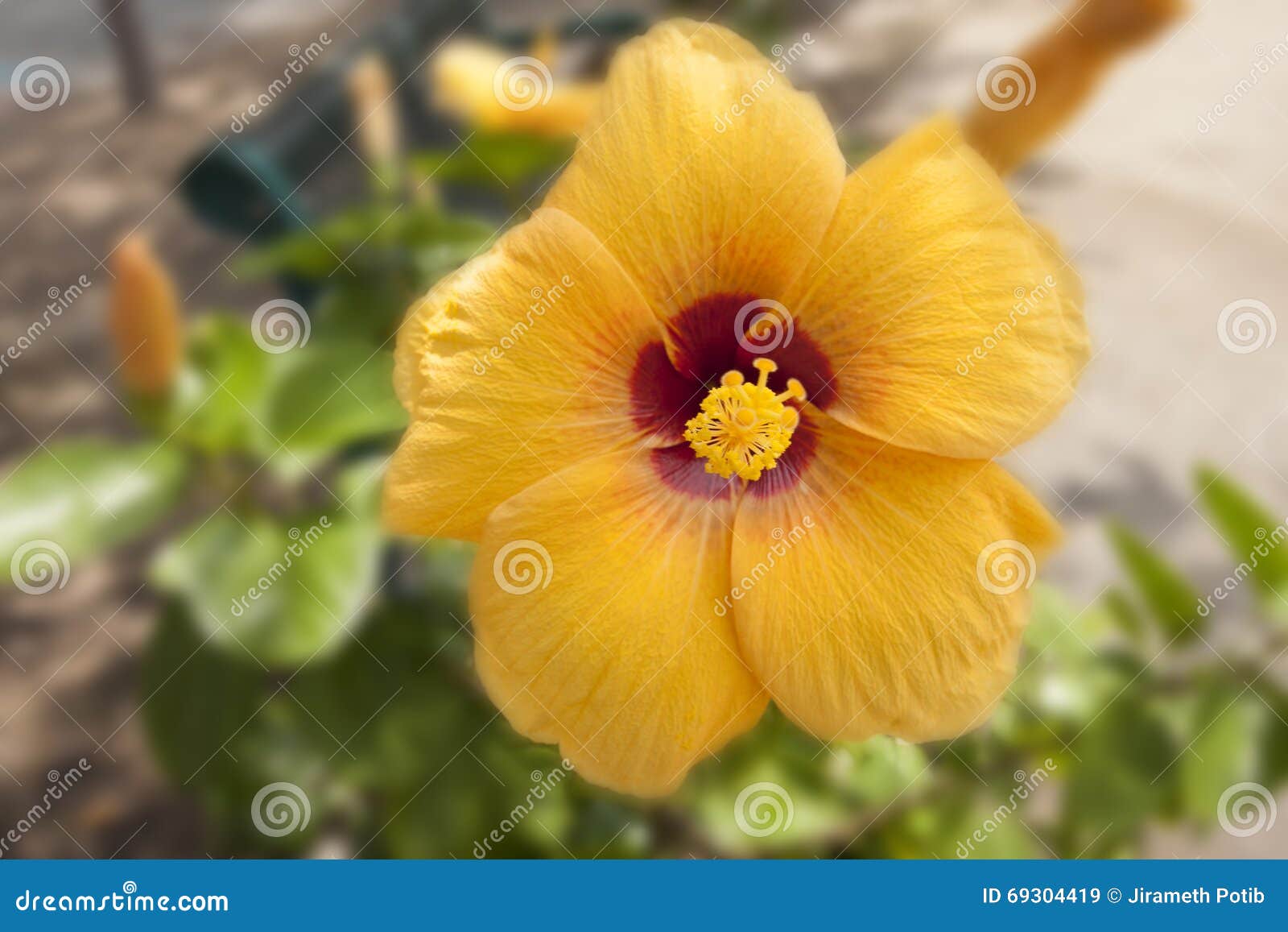 Close Up Yellow Chinese Rose in Garden Stock Image Image of bright