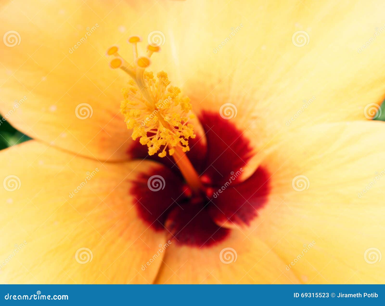 Incidentin A Rosegarden Questions And Answers Enotes Com Incidentin A Rosegarden Questions And Answers Enotes Com