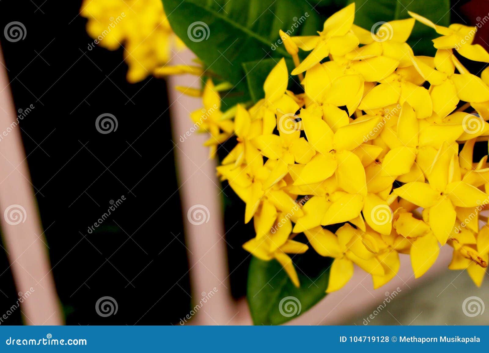 Ixora Yellow Colors of Spike Flower. King Ixora Blooming Ixora Chinensis.  Stock Photo - Image of beauty, ixora: 104719128