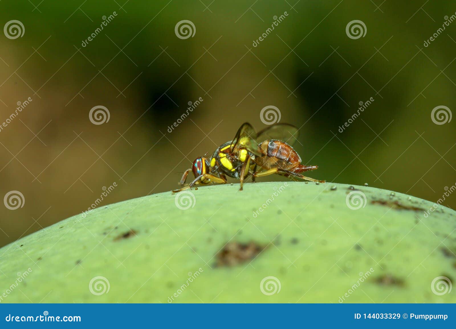 Close Up Yellow Flower Fly on Mango Stock Image Image of healthy