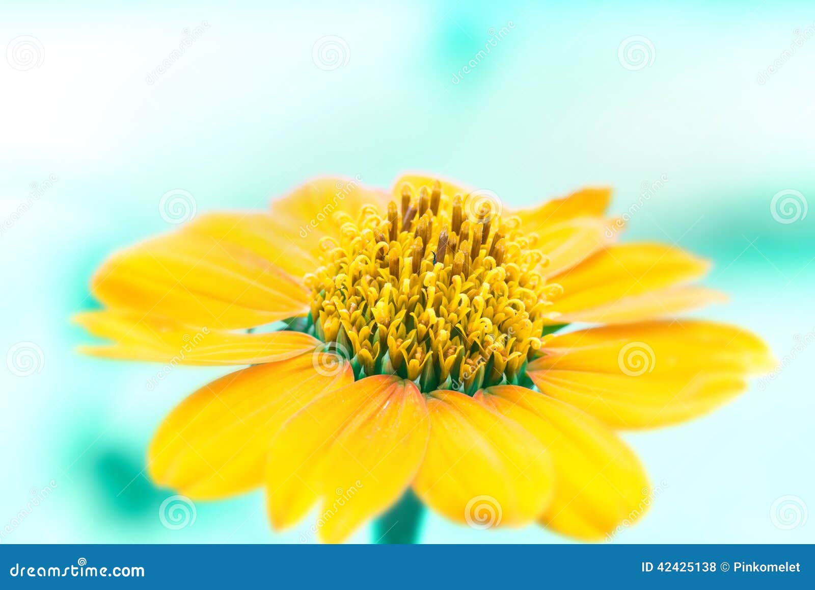 close up yellow flower with ligh blue background tone