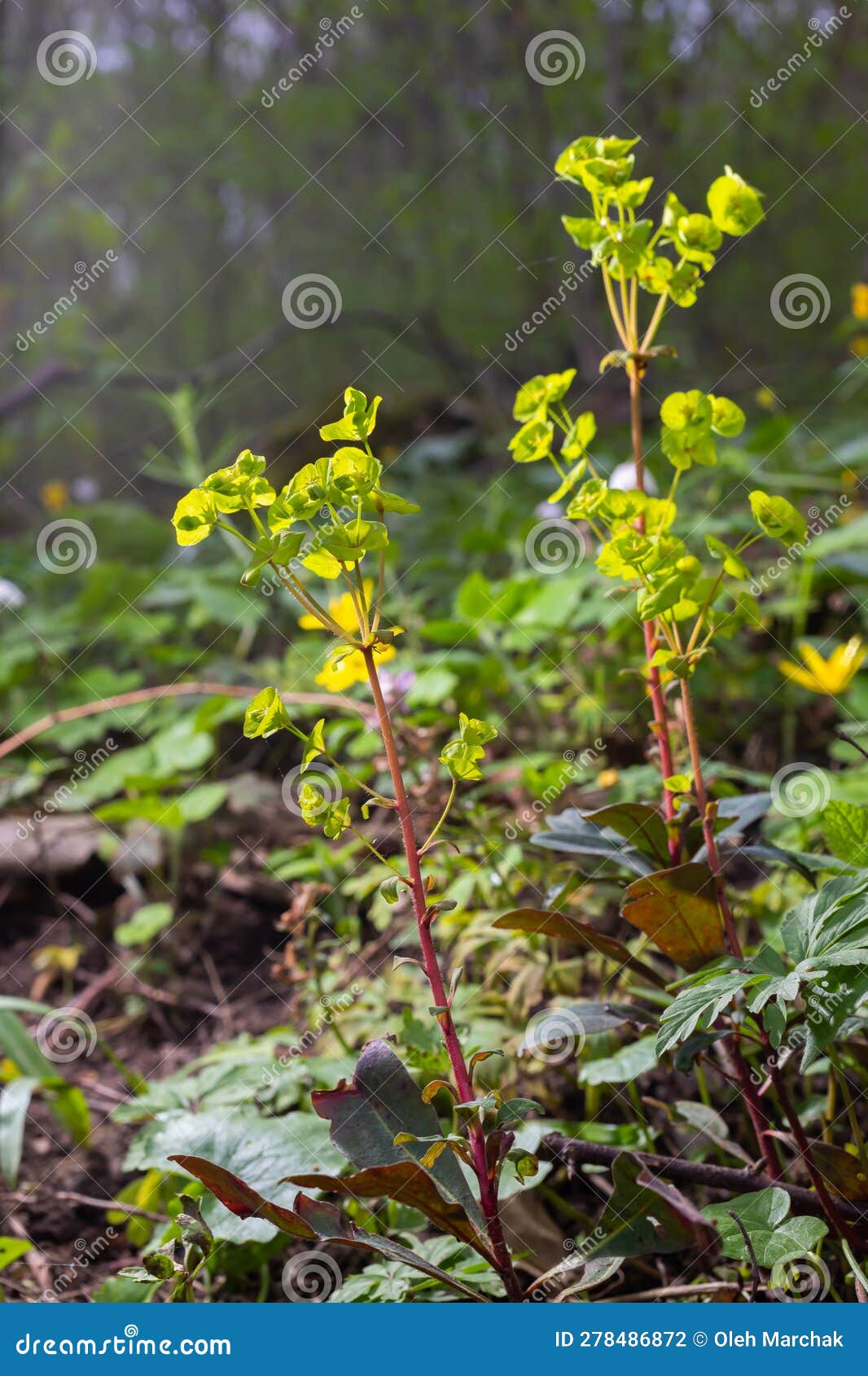 close up of the yellow flowers of cypress spurge euphorbia cyparissias or leafy spurge euphorbia esula