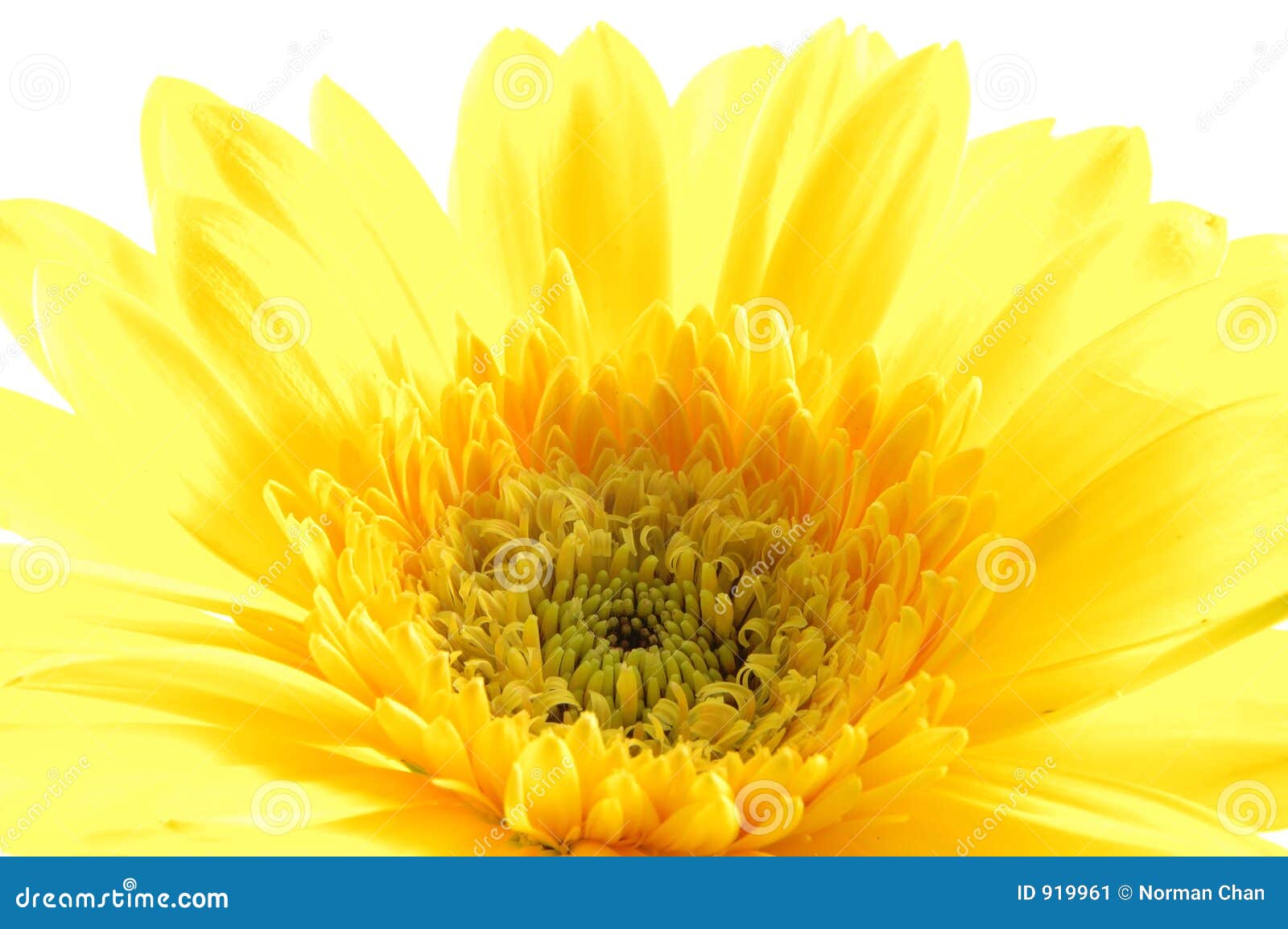 Close Up Of Yellow Gerber Daisy Stock Image - Image: 919961