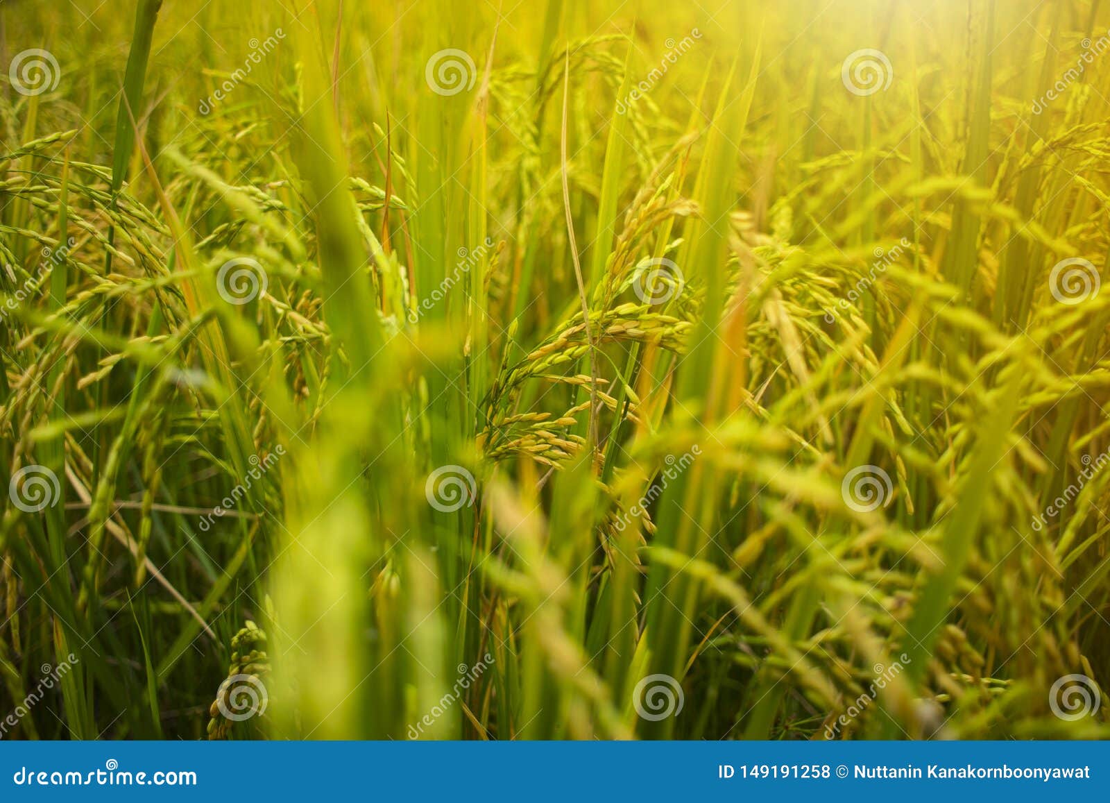 Close Up of Yellow Green Rice Field. Rice Filed at Sunset Time Stock Photo  - Image of leaf, countryside: 149191258