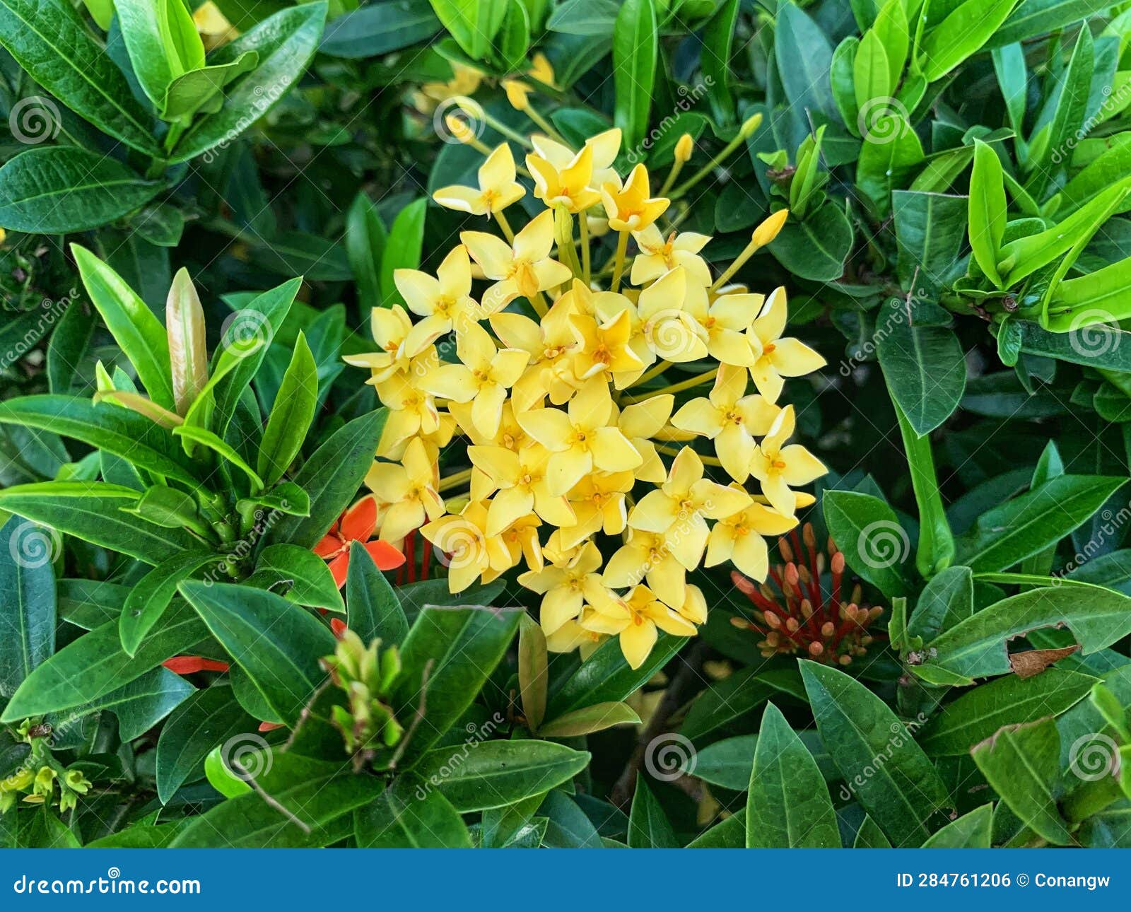 Closeup. Yellow Ixora Plants Stock Photo Image of blossom, fresh
