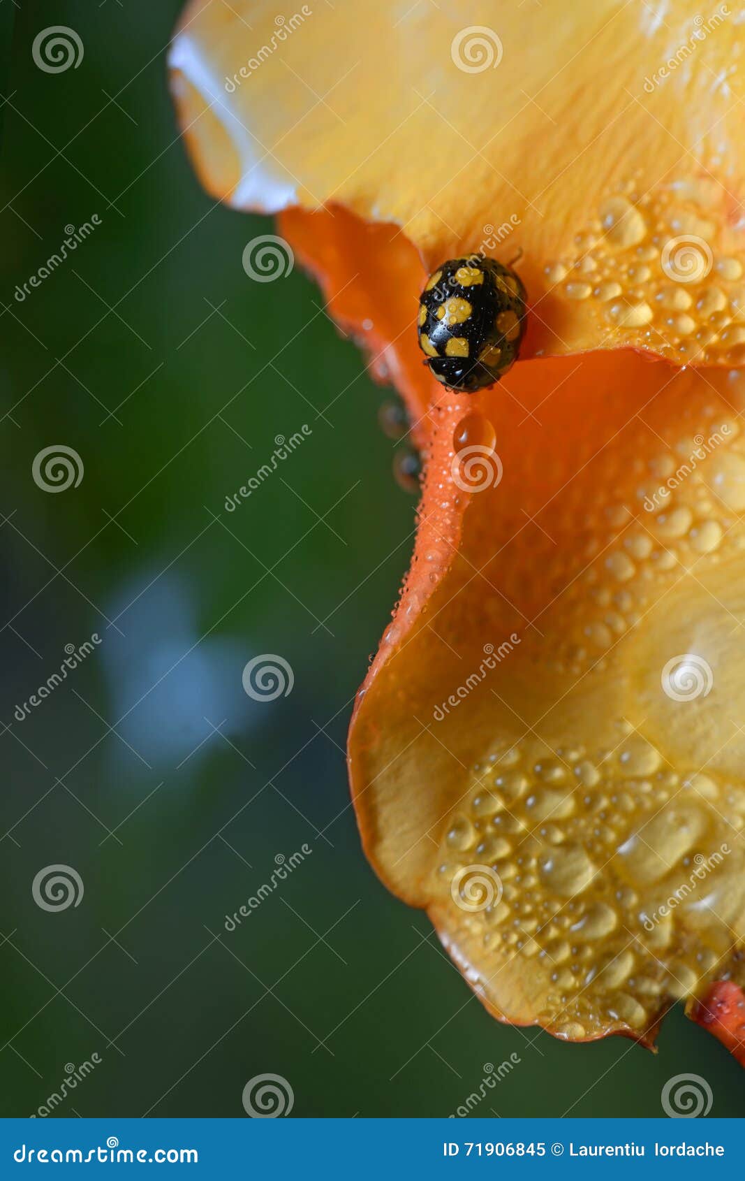 Close Up of an Yellow Ladybug Stock Image Image of macro, nature