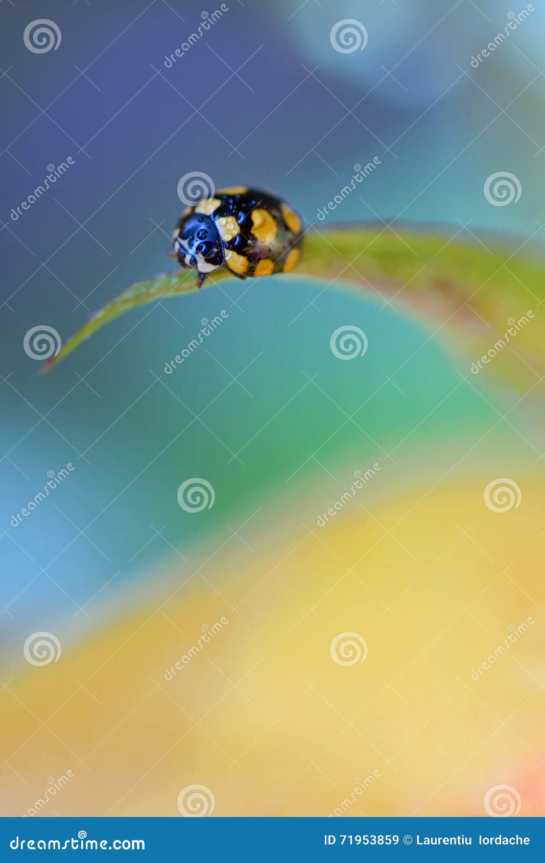 Close Up of an Yellow Ladybug Stock Image Image of blade, background