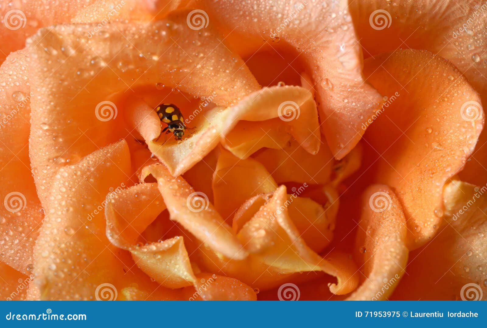 Close Up of an Yellow Ladybug Stock Image Image of grass, macro 71953975