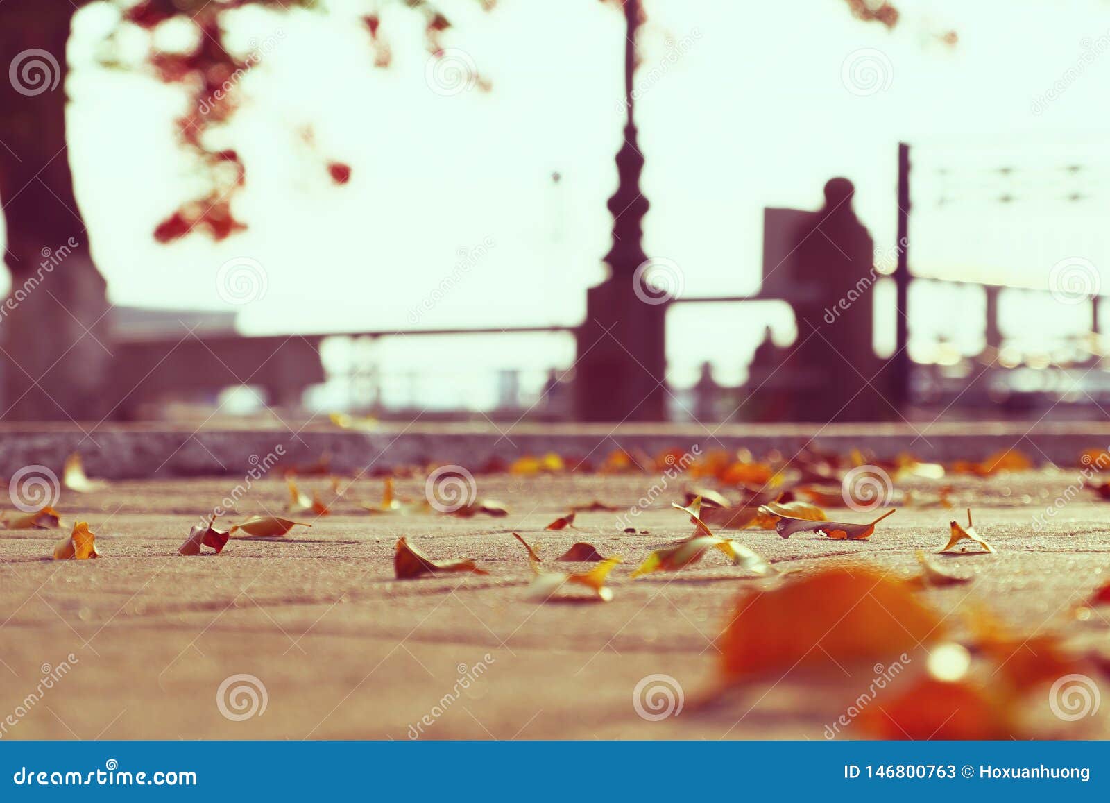 Close Up of Yellow Leaves Make Sad Concept with Blurred Background Stock  Image - Image of sorry, lonely: 146800763