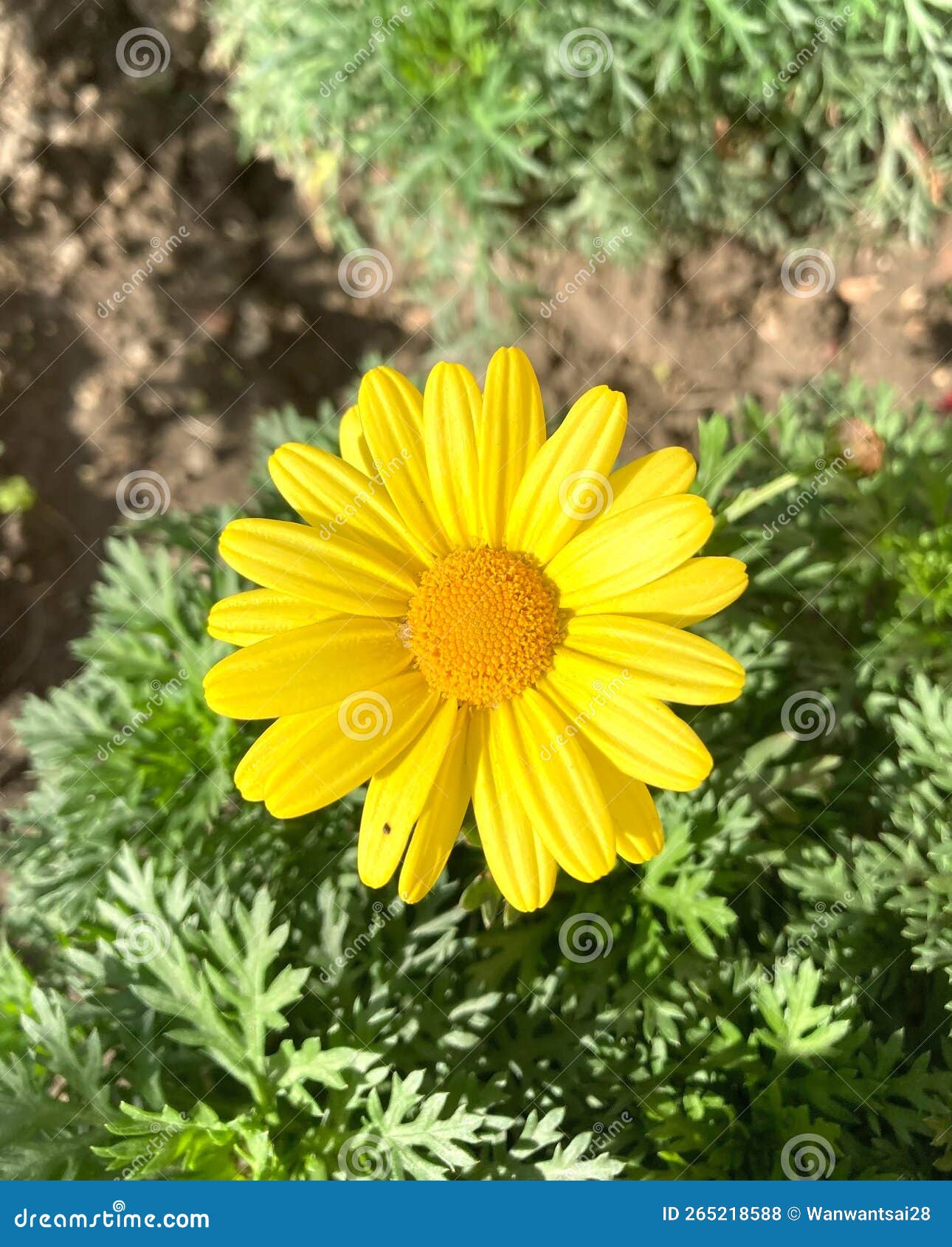 Close-up of a Yellow Marguerite Daisy Argyranthemum Flower in the