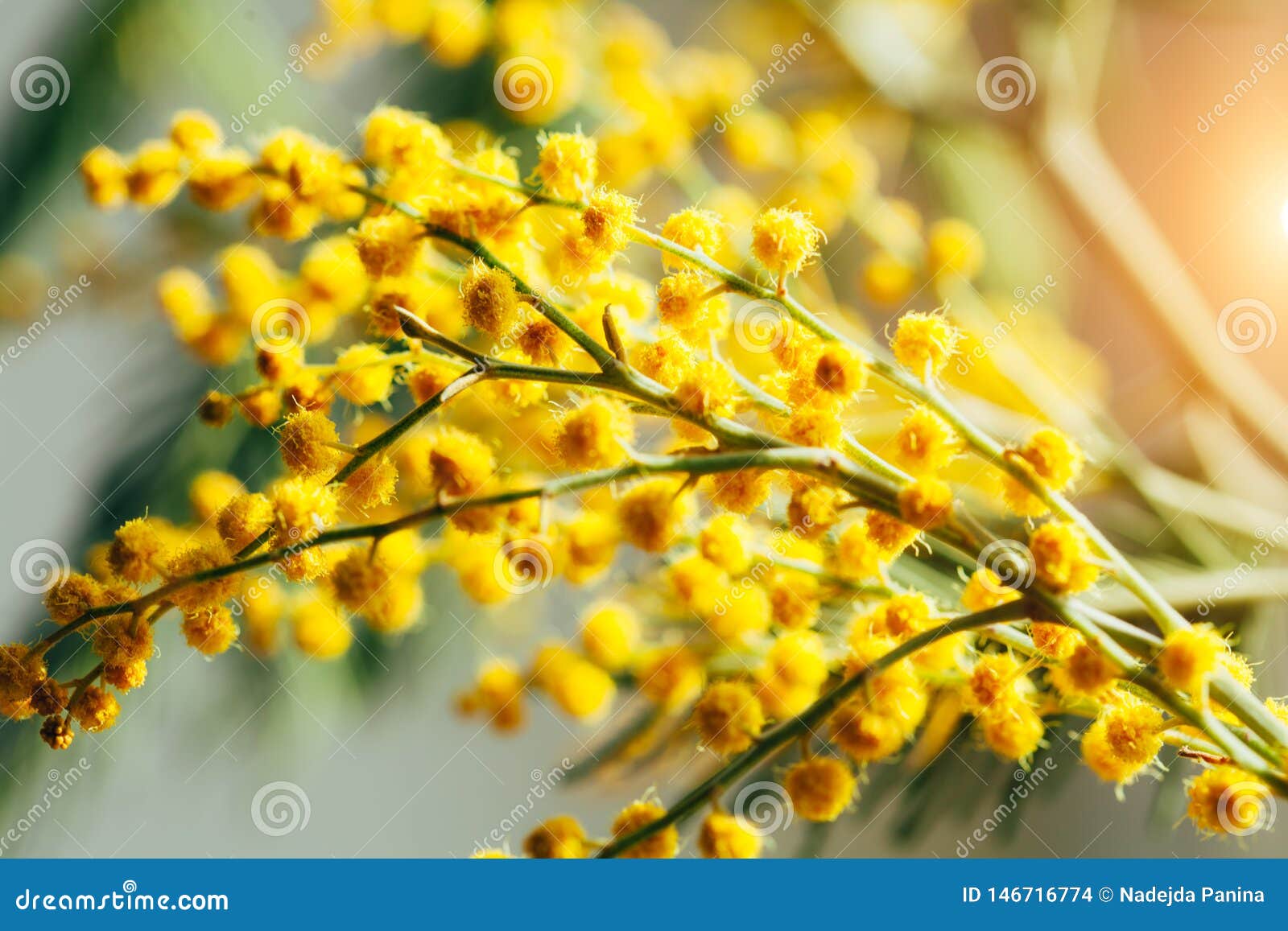 Close Up of Yellow Mimosa Flower. Stock Photo Image of flower