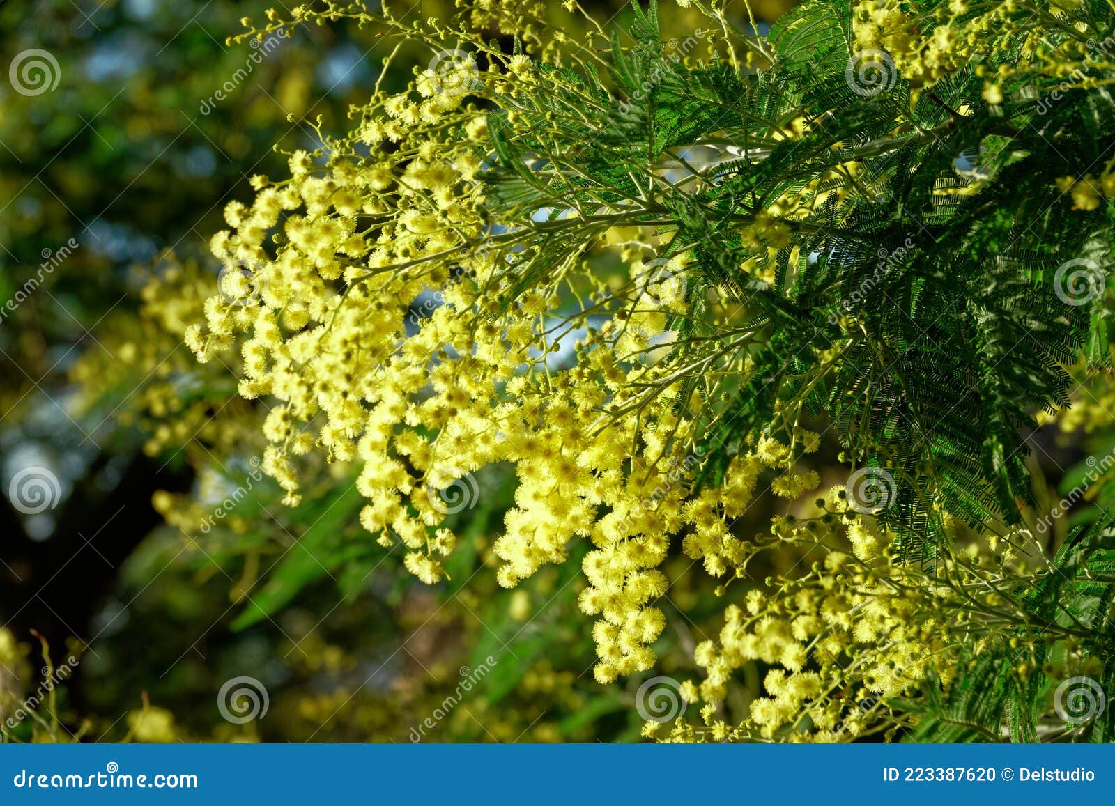 Close Up of Yellow Mimosa Flower Stock Photo Image of botany, yellow