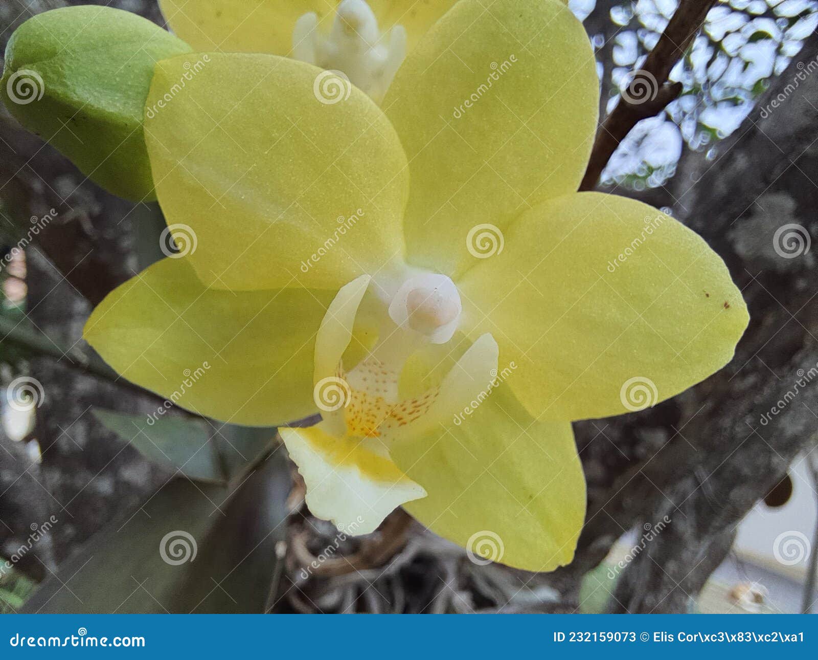 close up of yellow orchid planted on a tree.