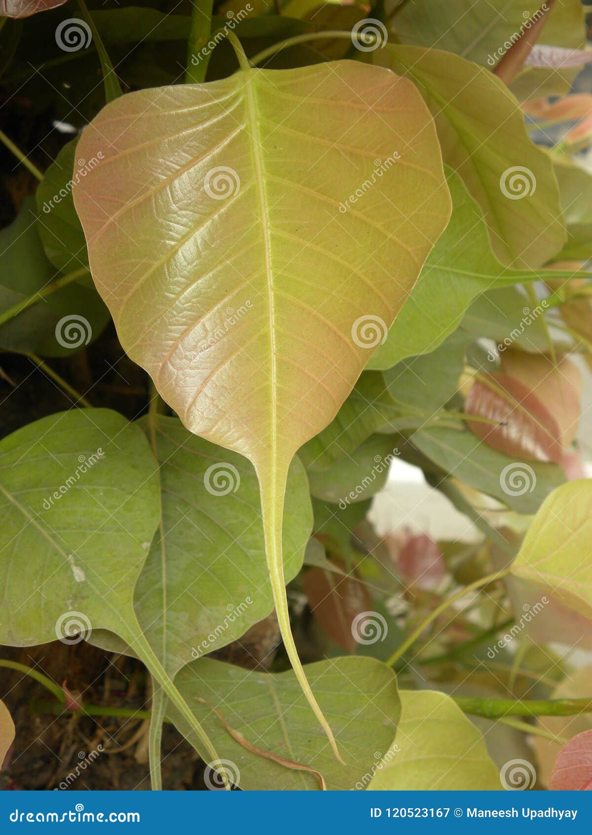 yellowish red color leaf of sacred fig tree