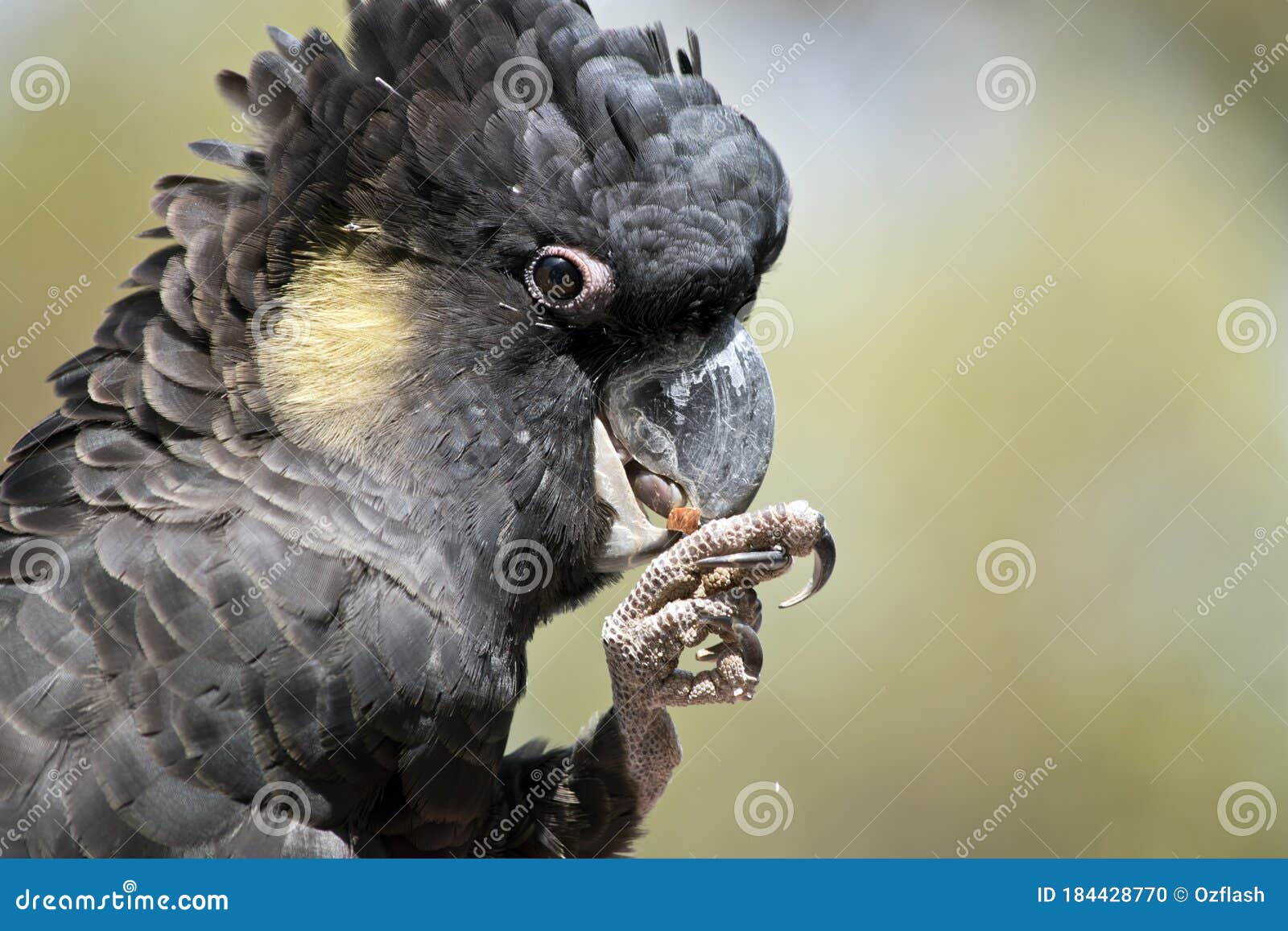 This is a Close Up of a Yellow Tailed Cockatoo Eating Stock Photo