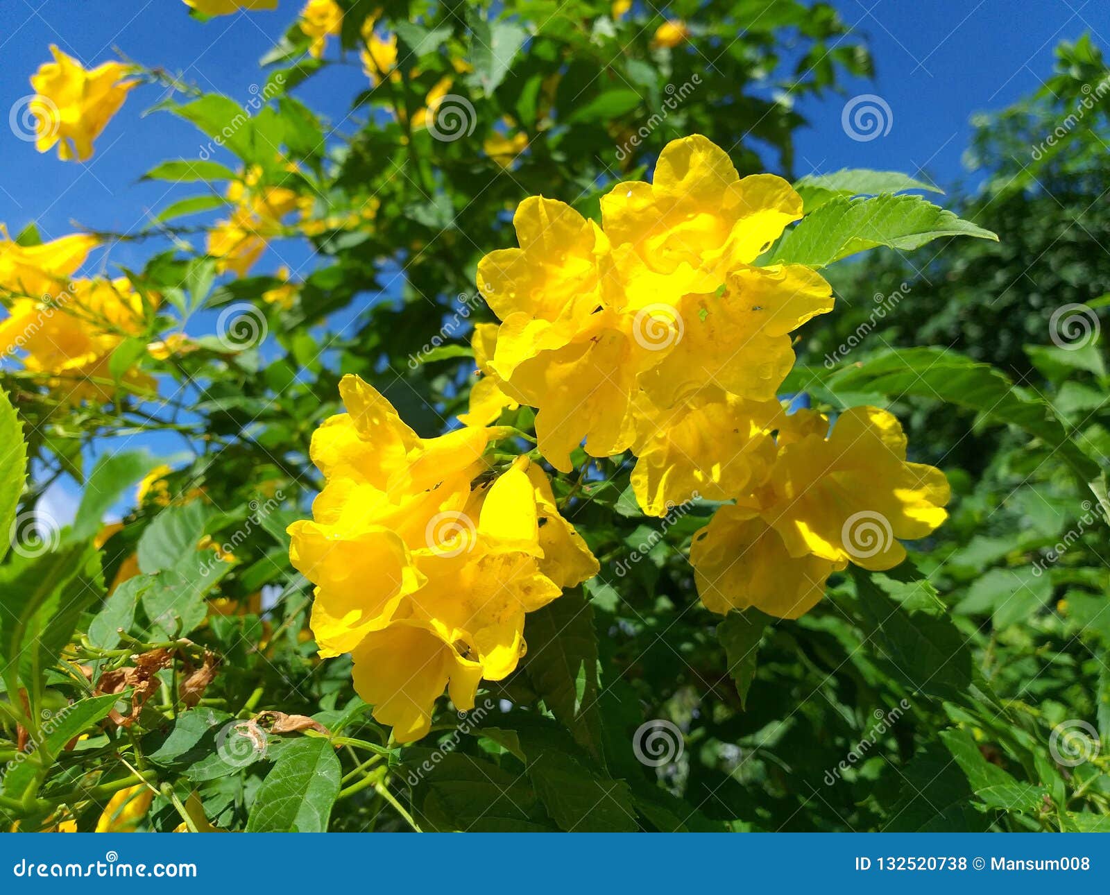 Yellow Tecoma Stans Flower In Nature Garden Stock Photo Image Of