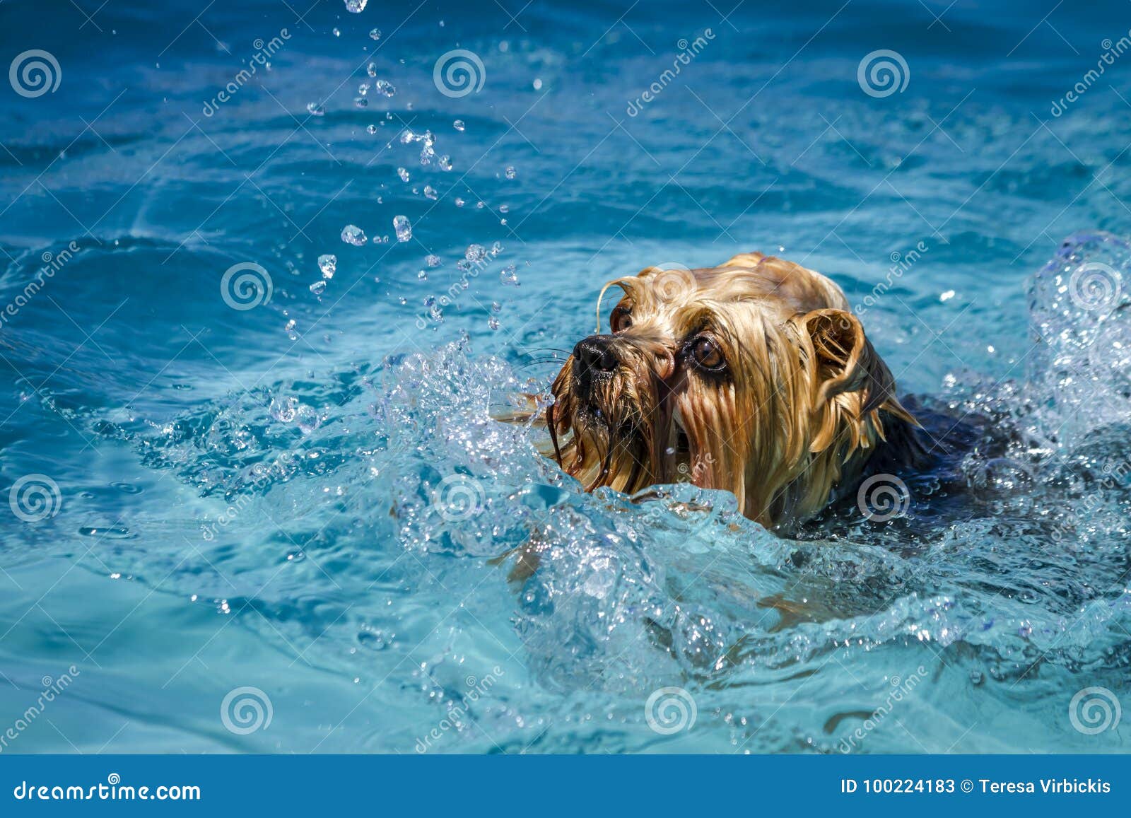 Dogs Playing in Swimming Pool Stock Image - Image of playing, public