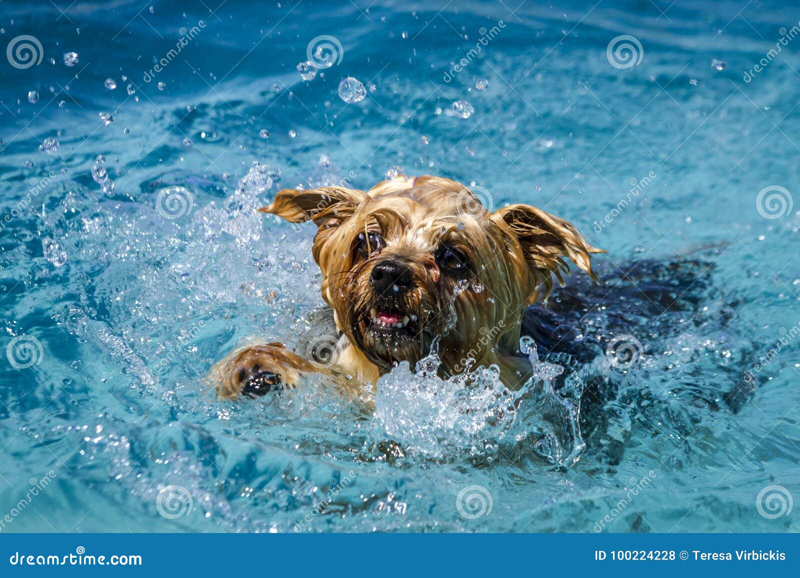 Dogs Playing in Swimming Pool Stock Photo - Image of fetch, outdoors