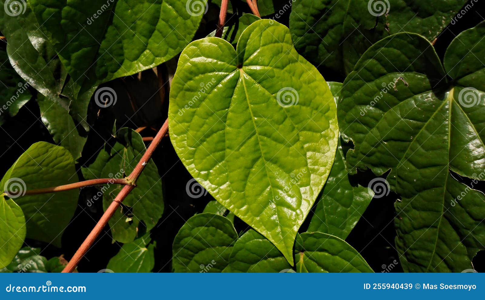 Young Betel Leaf in the Front Yard1 Stock Image Image of lush, plant