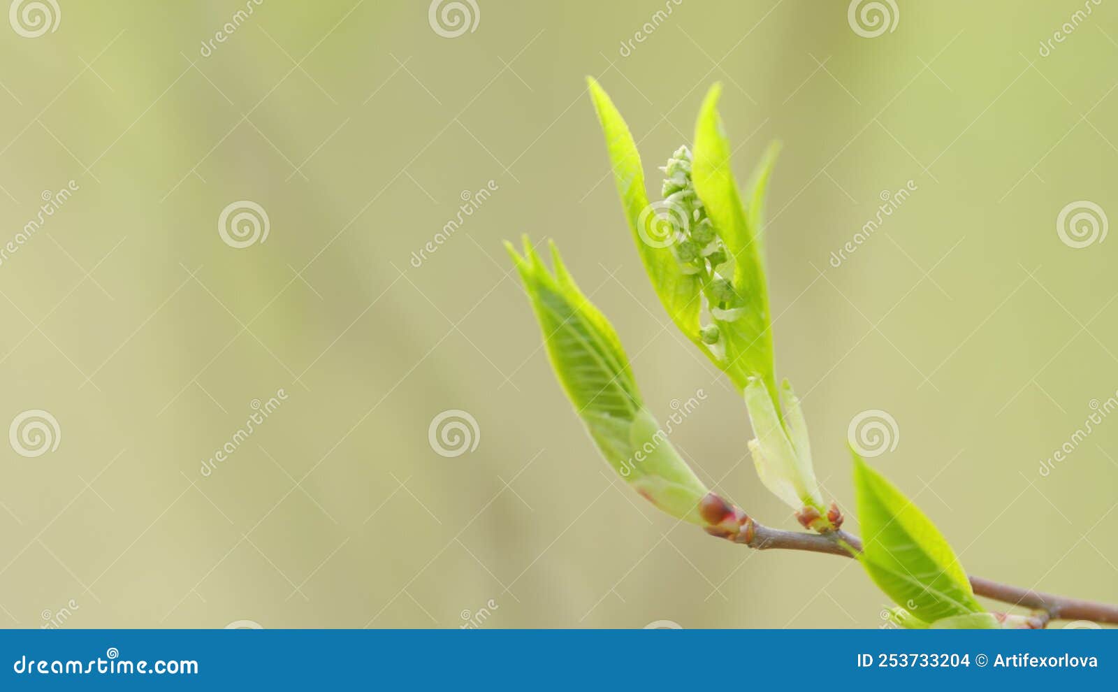 Young Bird Cherry Tree Bud, Prunus Padus in Spring. Hackberry Tree