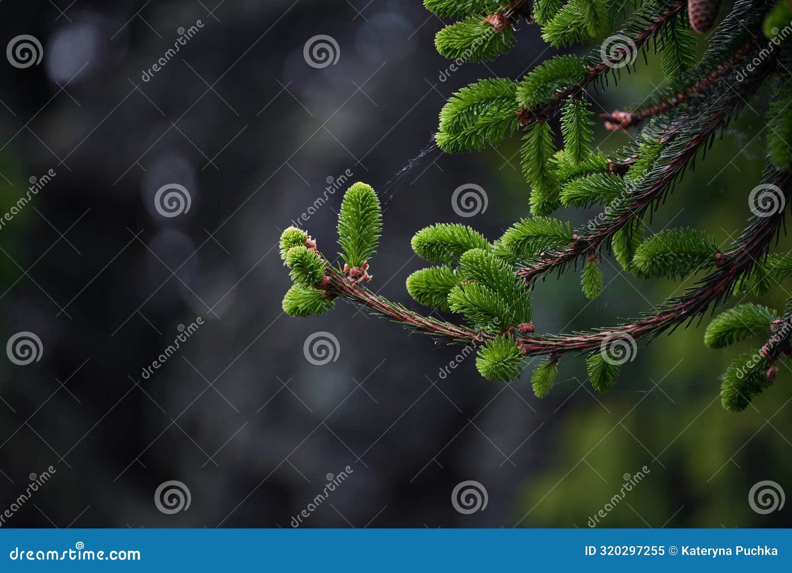 close-up of young branches of the picea rubens sarg. on a dark background