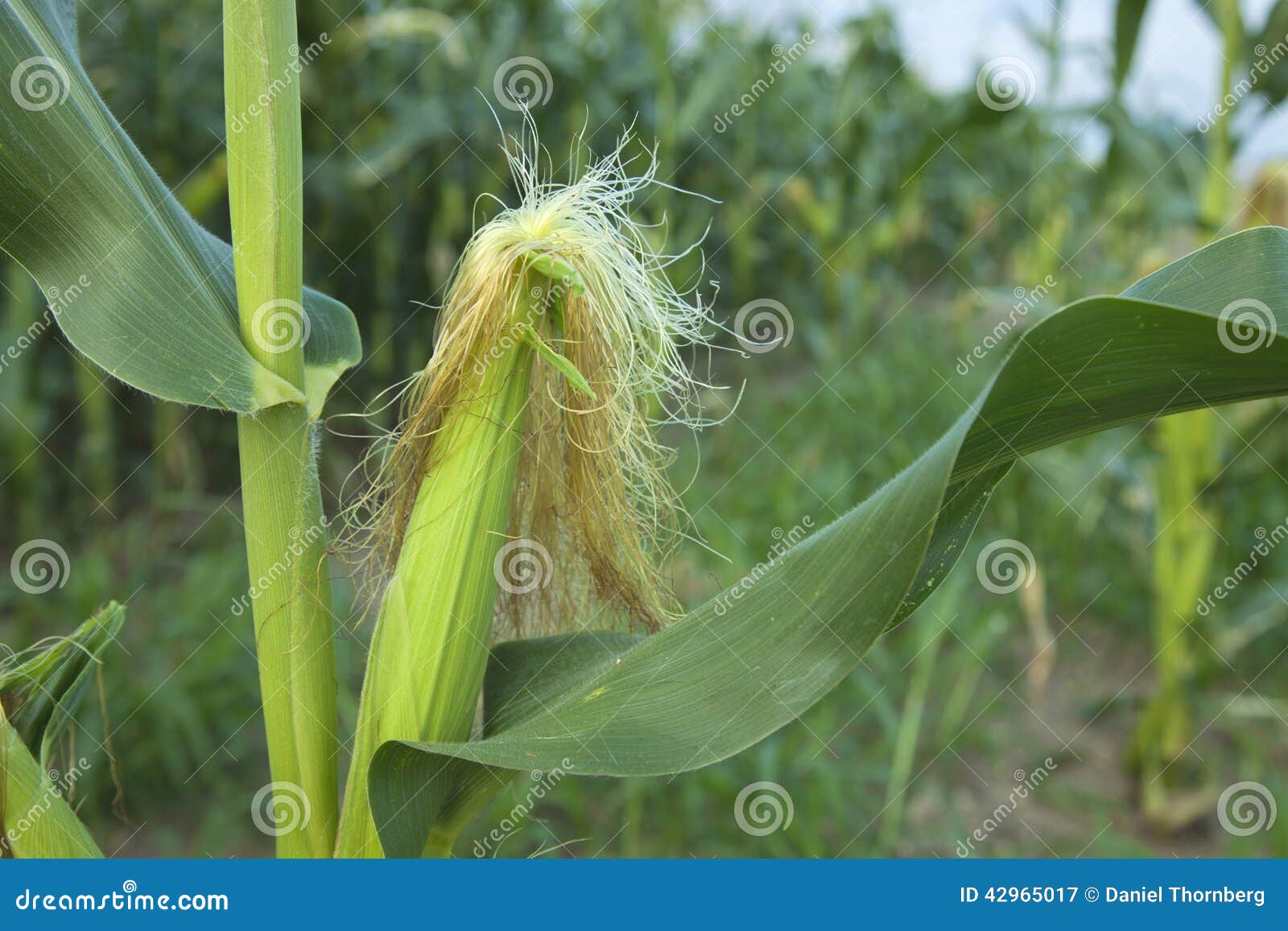 Close Up of Young Ear of Corn in Midwestern Cornfield Stock Image