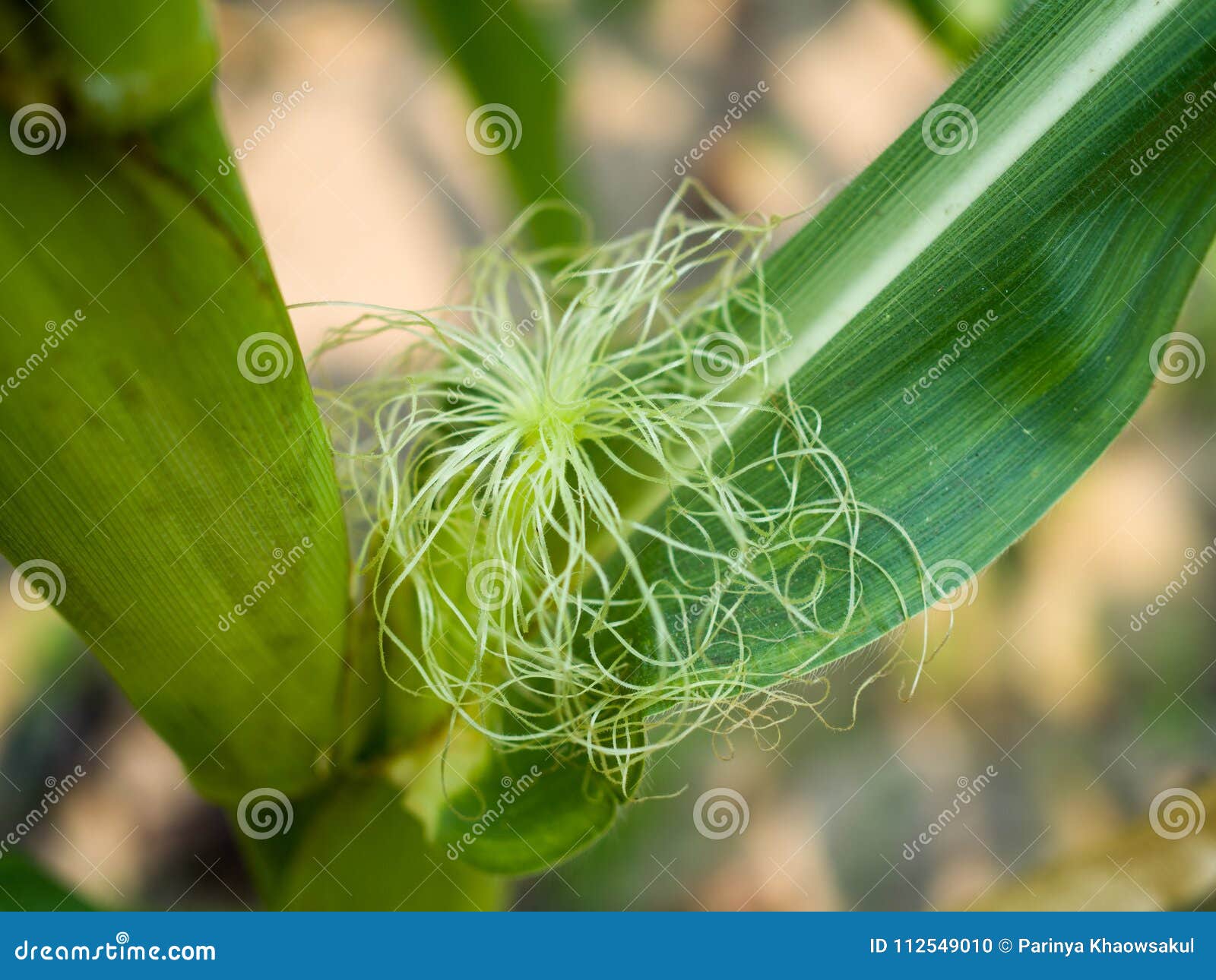 Close Up of a Young Ear of Corn with Silk Tassel Stock Photo Image of