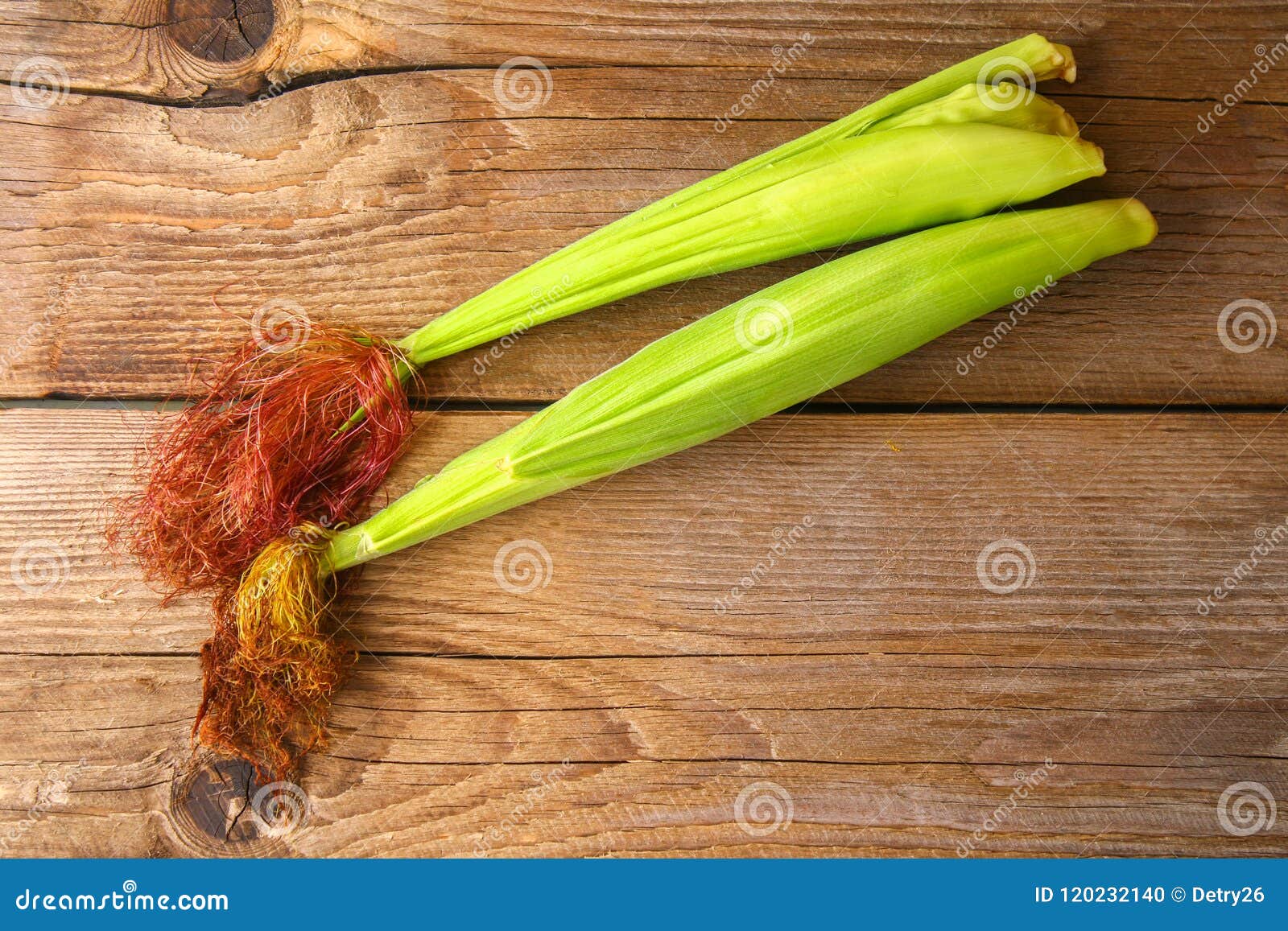 Close Up of a Young Ear of Corn with Silk Tassel in Midwestern