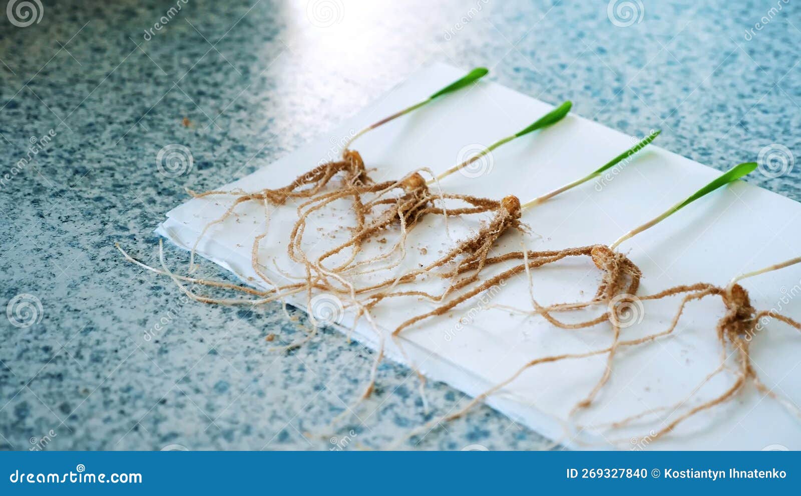 Closeup, Young Green Shoots with Root Systems, Research in the