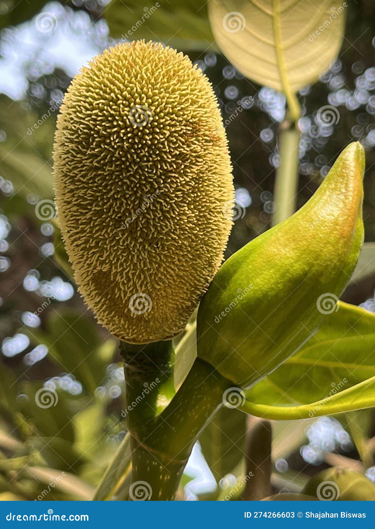 Close Up of Young Jack Fruit and Its Flower on the Tree Stock Image