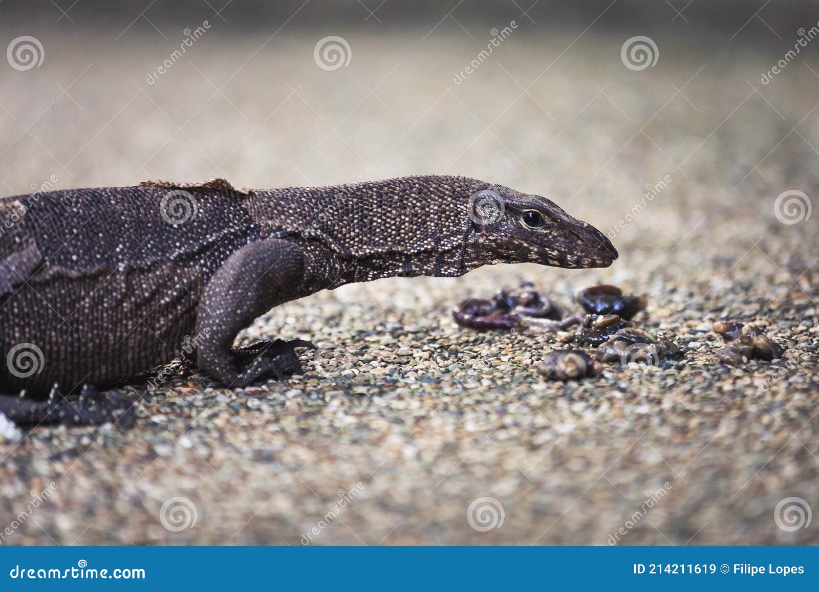Close Up of a Young Komodo Dragon Stock Image Image of park, claws