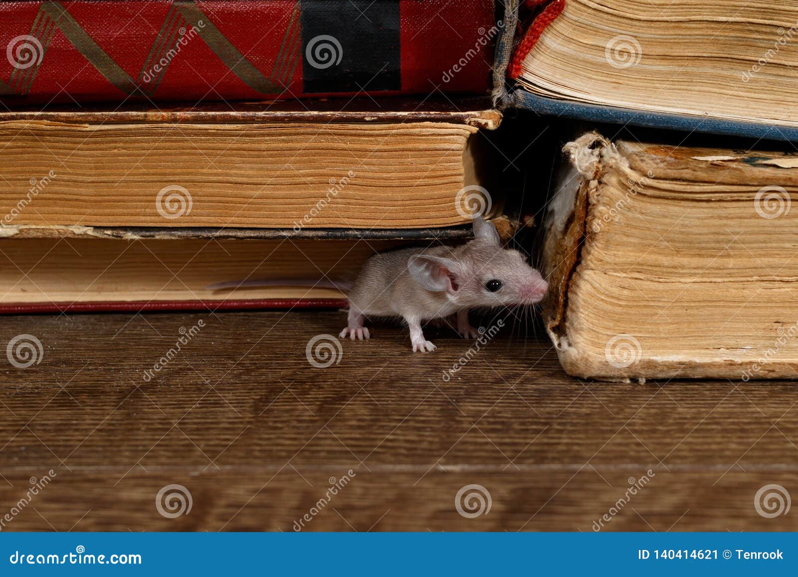 close-up the young mouse sniffs the old book on the shelf in the library.